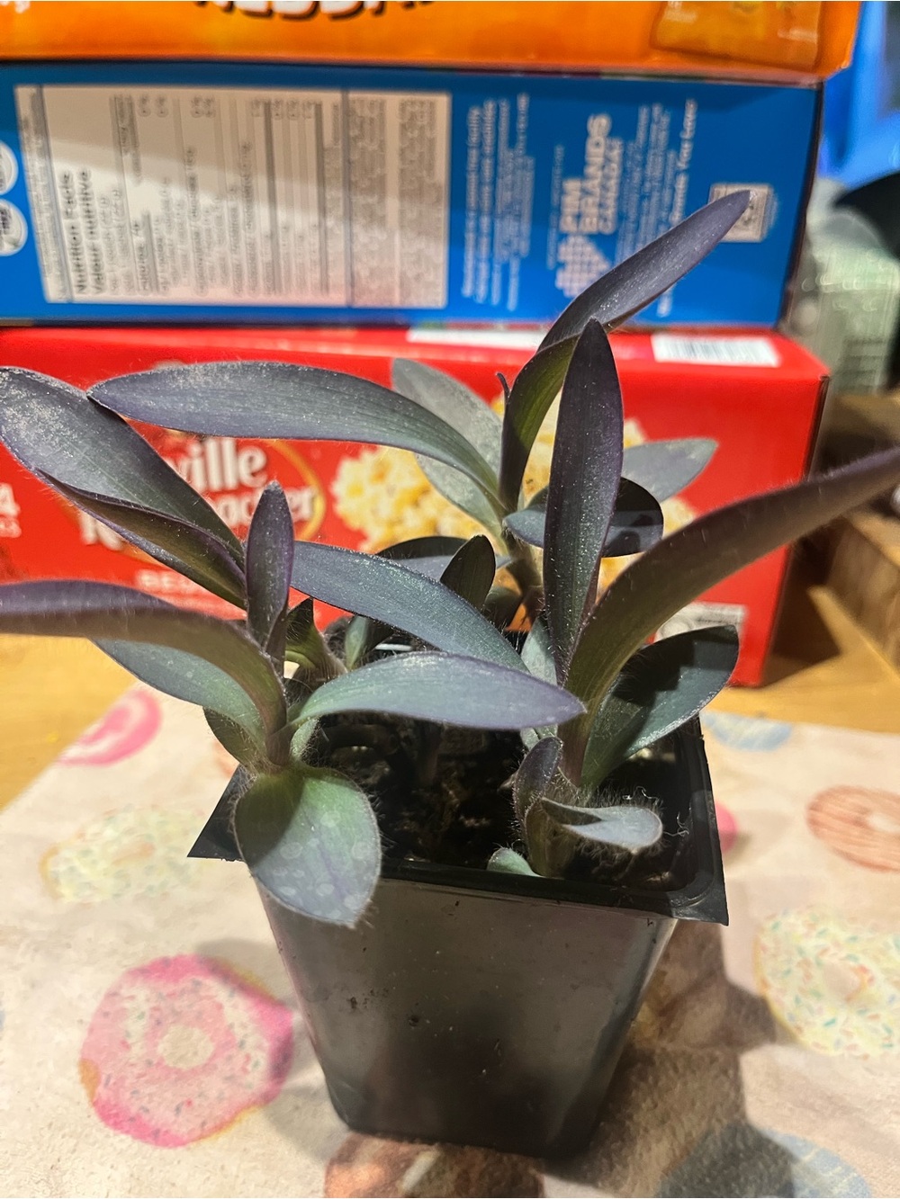 Purple Tradescantia